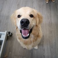 Golden Retriever