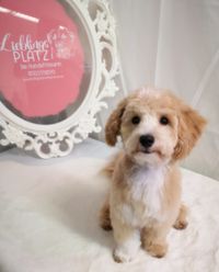 Maltipoo